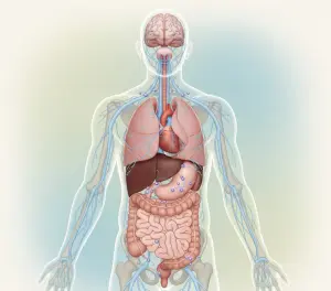 Нервная система человека в состоянии покоя