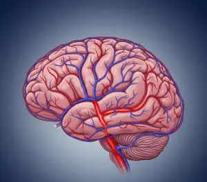 структура кровеносных сосудов мозга