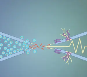 нервные окончания и синапсы