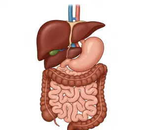 Здоровая пищеварительная система