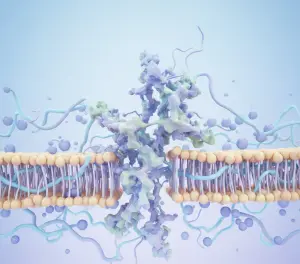Структура NMDA-рецептора
