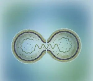 Процесс деления бактериальной клетки